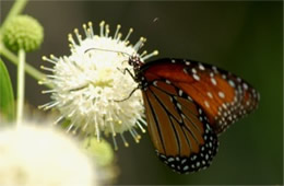 Danaus gilippus - Queen Butterfly