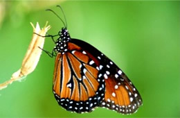 Danaus gilippus - Queen Butterfly