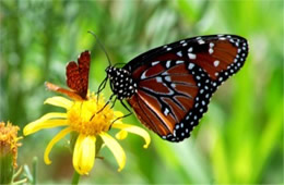 Danaus gilippus and Calephelis arizonensis - Queen and Arizona Metalmark