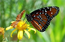 Danaus gilippus and Calephelis arizonensis - Queen and Arizona Metalmark