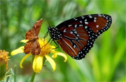 Calephelis arizonensis and Danaus gilippus - Arizona Metalmark and Queen