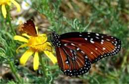 Danaus gilippus and Calephelis arizonensis - Queen and Arizona Metalmark