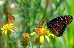 Danaus gilippus and Calephelis arizonensis - Queen and Arizona Metalmarks