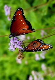 Danaus gilippus - Queen Butterflies