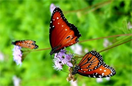 Danaus gilippus - Queen Butterflies