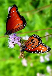 Danaus gilippus - Queen Butterflies