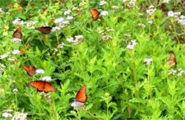 Danaus gilippus - Queen Butterflies