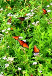 Danaus gilippus - Queen Butterflies