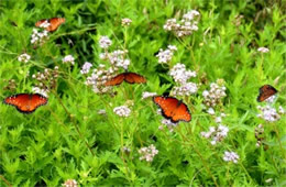 Danaus gilippus - Queen Butterflies