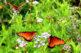 Danaus gilippus - Queen Butterflies