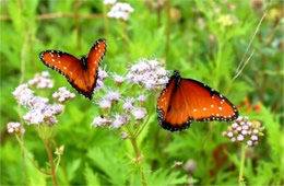 Danaus gilippus - Queen Butterflies