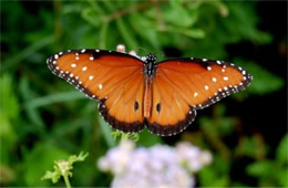 Danaus gilippus - Queen Butterfly