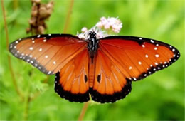 Danaus gilippus - Queen Butterfly