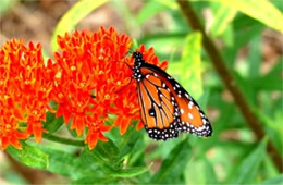 Danaus gilippus - Queen Butterfly