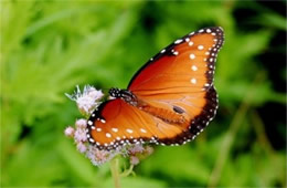 Danaus gilippus - Queen Butterfly