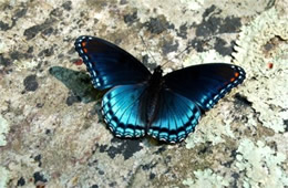 Red-spotted Purple Butterfly