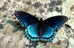 Red-spotted Purple Butterfly