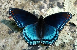 Red-spotted Purple Butterfly