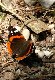 Vanessa atalanta - Red Admiral Butterfly