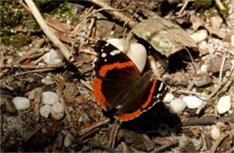 Vanessa atalanta - Red Admiral Butterfly