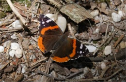 Vanessa atalanta - Red Admiral Butterfly