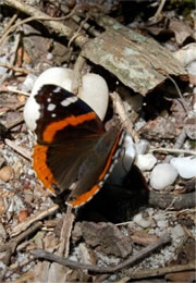 Vanessa atalanta - Red Admiral Butterfly