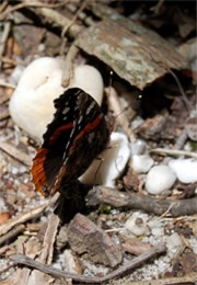 Vanessa atalanta - Red Admiral Butterfly