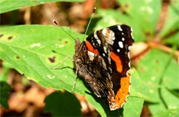 Vanessa atalanta - Red Admiral Butterfly