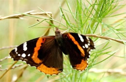 Vanessa atalanta - Red Admiral Butterfly