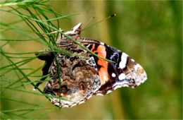 Vanessa atalanta - Red Admiral Butterfly