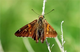 silverspot skipper