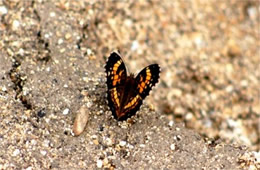 Chlosyne nycteis - Silvery Checkerspot Butterfly