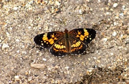 Chlosyne nycteis - Silvery Checkerspot Butterfly