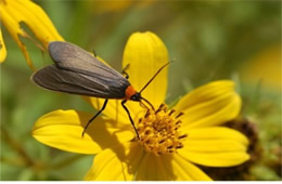 clemens' false skeletonizer moth