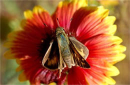 skipper butterfly