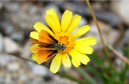 Copaeodes aurantica - Orange Skipperling