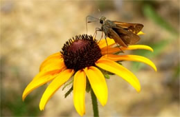 Hesperiidae - Skipper Butterfly