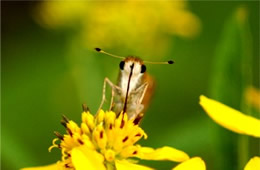 skipper butterfly proboscis