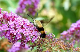 Hemaris diffinis - Snowberry Clearwing Moth