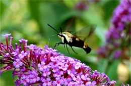 Hemaris diffinis - Snowberry Clearwing Moth