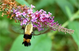 Hemaris diffinis - Snowberry Clearwing Moth