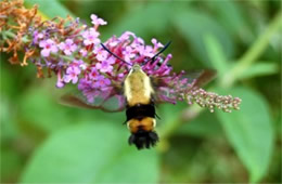 Hemaris diffinis - Snowberry Clearwing Moth