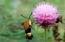 Hemaris diffinis - Snowberry Clearwing Moth