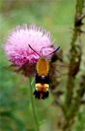 Hemaris diffinis - Snowberry Clearwing Moth