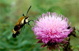 Hemaris diffinis - Snowberry Clearwing Moth