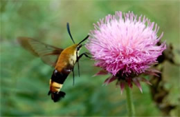 Hemaris diffinis - Snowberry Clearwing Moth