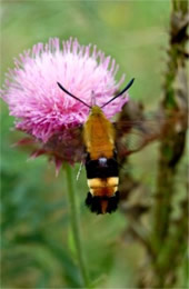 Hemaris diffinis - Snowberry Clearwing Moth