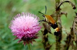 Hemaris diffinis - Snowberry Clearwing Moth