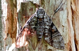 Sphingidae - Sphinx Moth