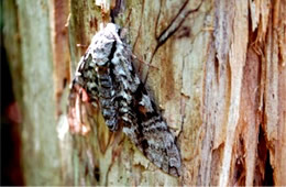 Sphingidae - Sphinx Moth
